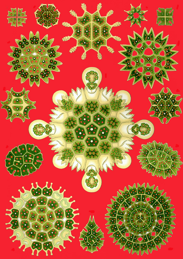 Haeckel for email FINAL Haeckel for email FINAL